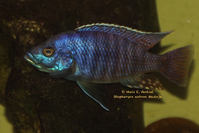 Otopharynx antron 'Masinje'